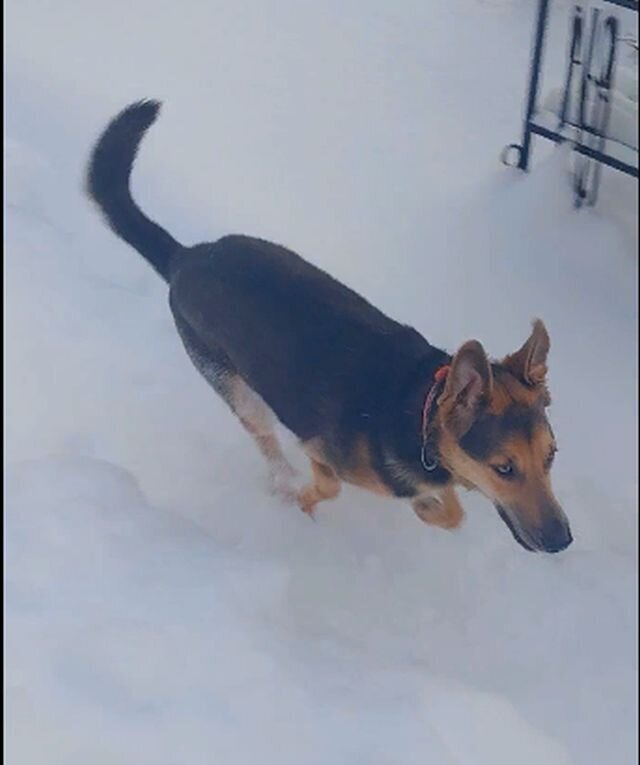 Это собака ВАря!