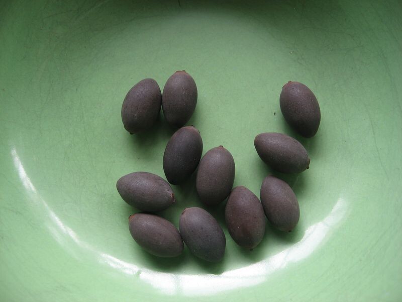 Семена-орехи Лотоса орехоносного Комарова - моё фото