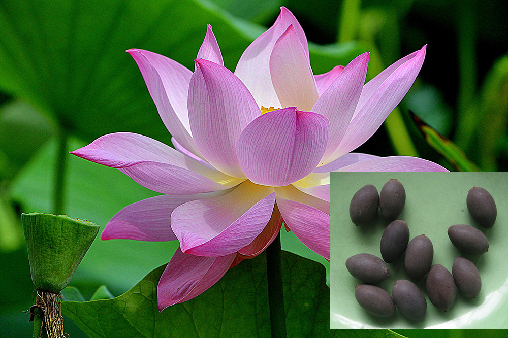 Лотос орехоносный Комарова и семена-орешки с Дальнего Востока - моё фото