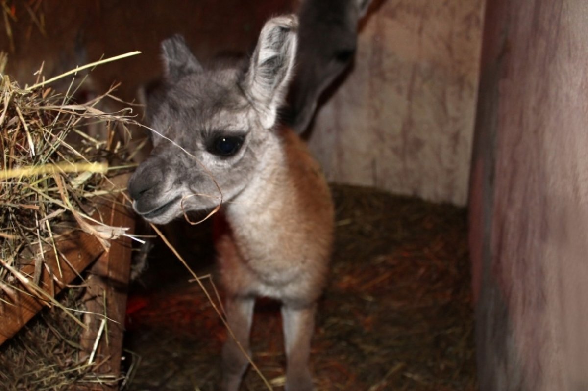    В нижегородском зоопарке «Лимпопо» на свет появился малыш гуанако