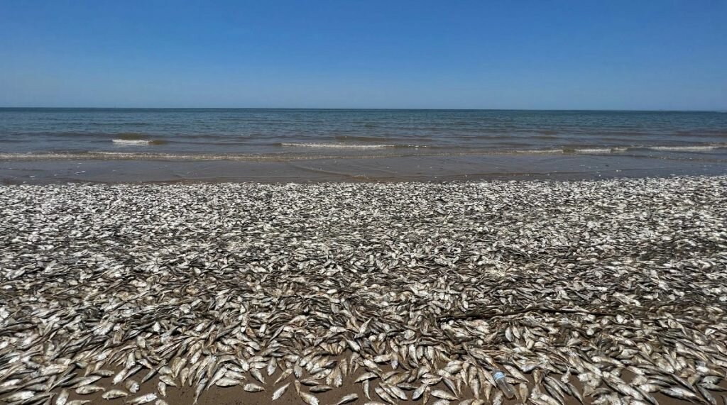 «Точное количество невозможно подсчитать»: из Обского моря на берег выбрасывается рыба