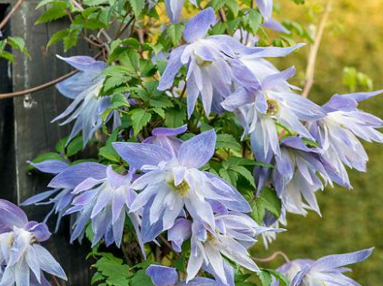 Photo of Clematis (Clematis macropetala 'Maidwell Hall') uploaded by 4susiesjoy 