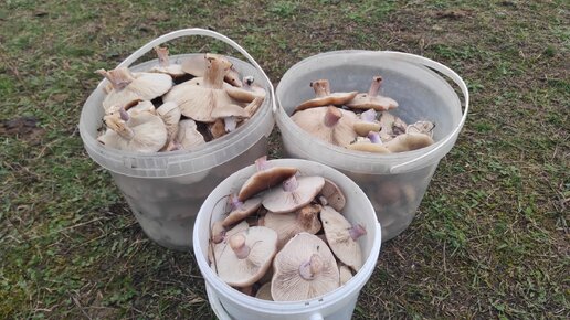 Рядовка лиловоногая или синеножка не заканчивается, сбор грибов 2023 в ...