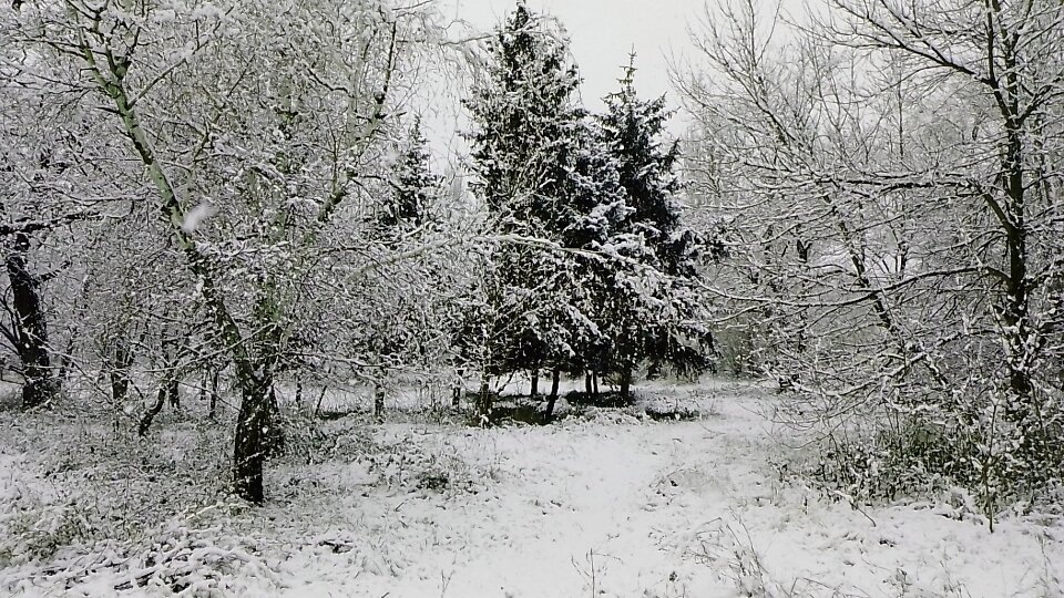 Зима зимушка.Фото автора.