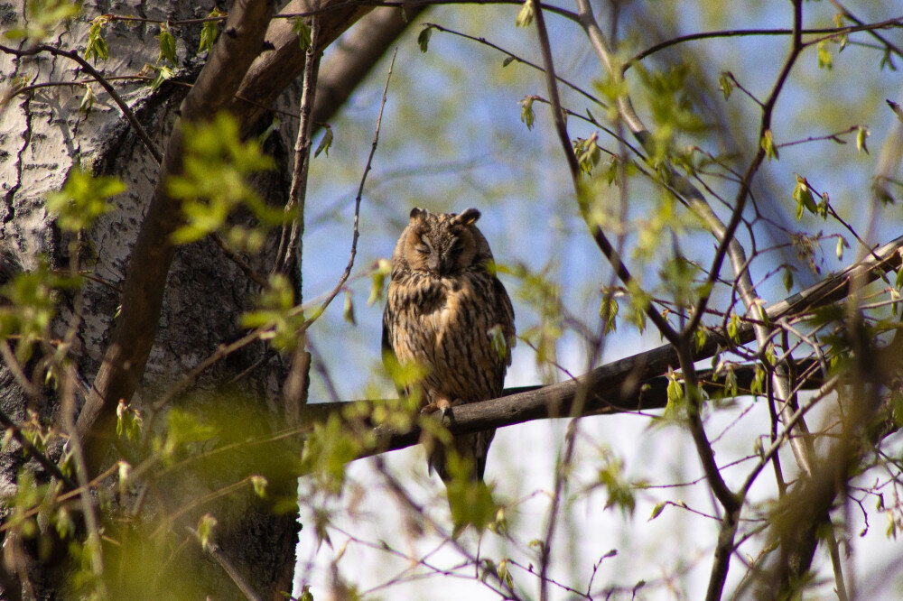 Интерсеный факт: Ушастая сова удивительно напоминает уменьшенную копию филина своими острыми «ушками» из перьев разной длины и ярко-оранжевой окраской радужной оболочки глаза.