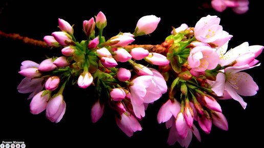 Музыка релакс считается самой востребованной музыкой истинных ценителей ...