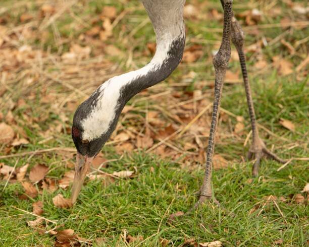 Интерсеный факт: Взлететь с места, как большинство других птиц, серый журавль не может. Чтобы оторваться от земли, ему нужно сперва разогнаться, набрав скорость. Для этого он разбегается, расправляет свои могучие крылья и уже после этого взлетает.