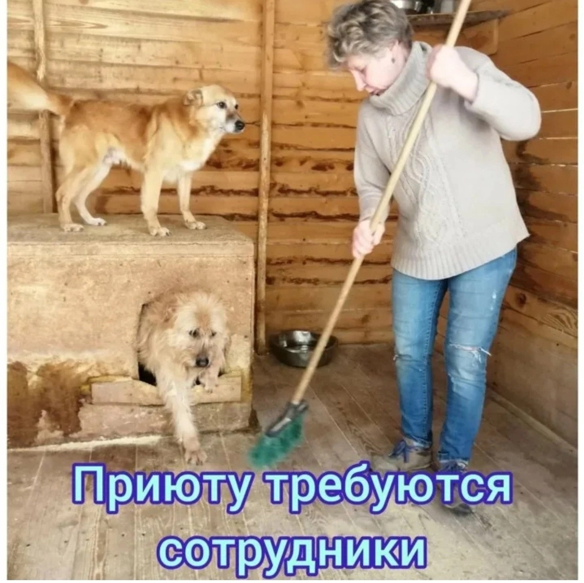 В приют для животных 🐾🐾🐾 требуются работники. | Ушастики, пушистики. Улан -удэ. Бурятия. Агрегатор приютов Бурятии.Пристрой хвостиков. | Дзен