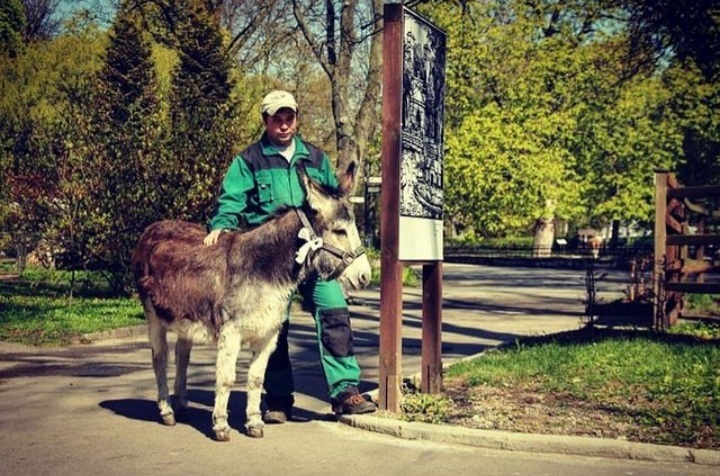Самка домашнего осла - Рада (имя животного).