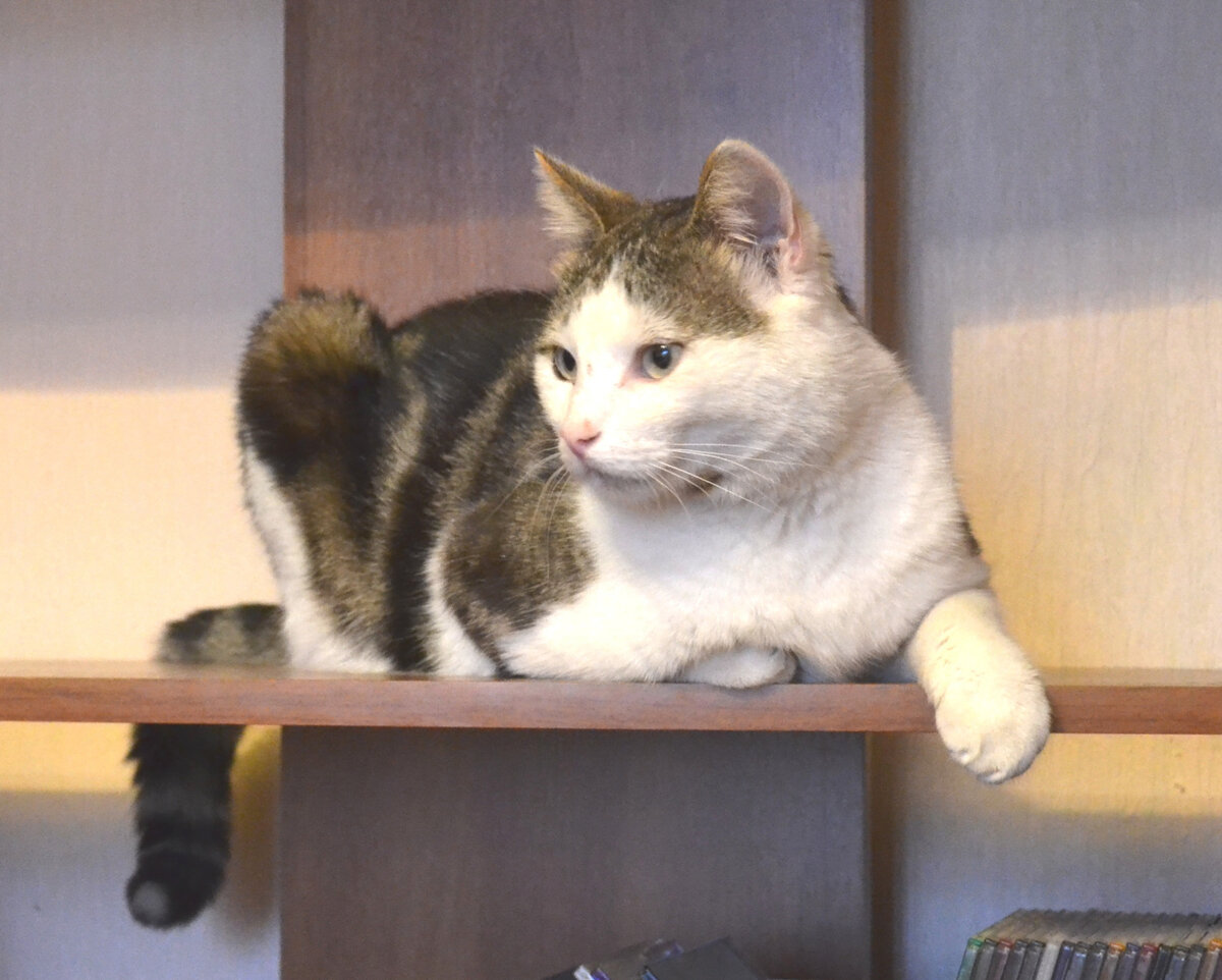 Это Яша. С ним произошла подобная история. Он прекрасный кот - ласковый, послушный, игривый. Но ест у него несколько особенностей характера, которые показывают ясно, что прежние хозяева его воспитанием не утруждались. Яшу подобрали искалеченным.  