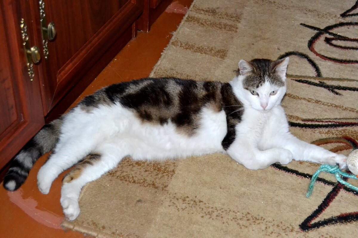 Часть задней лапы удалена. Передняя срослась неправильно. И ему явно больно, если притронешься к лапам.  