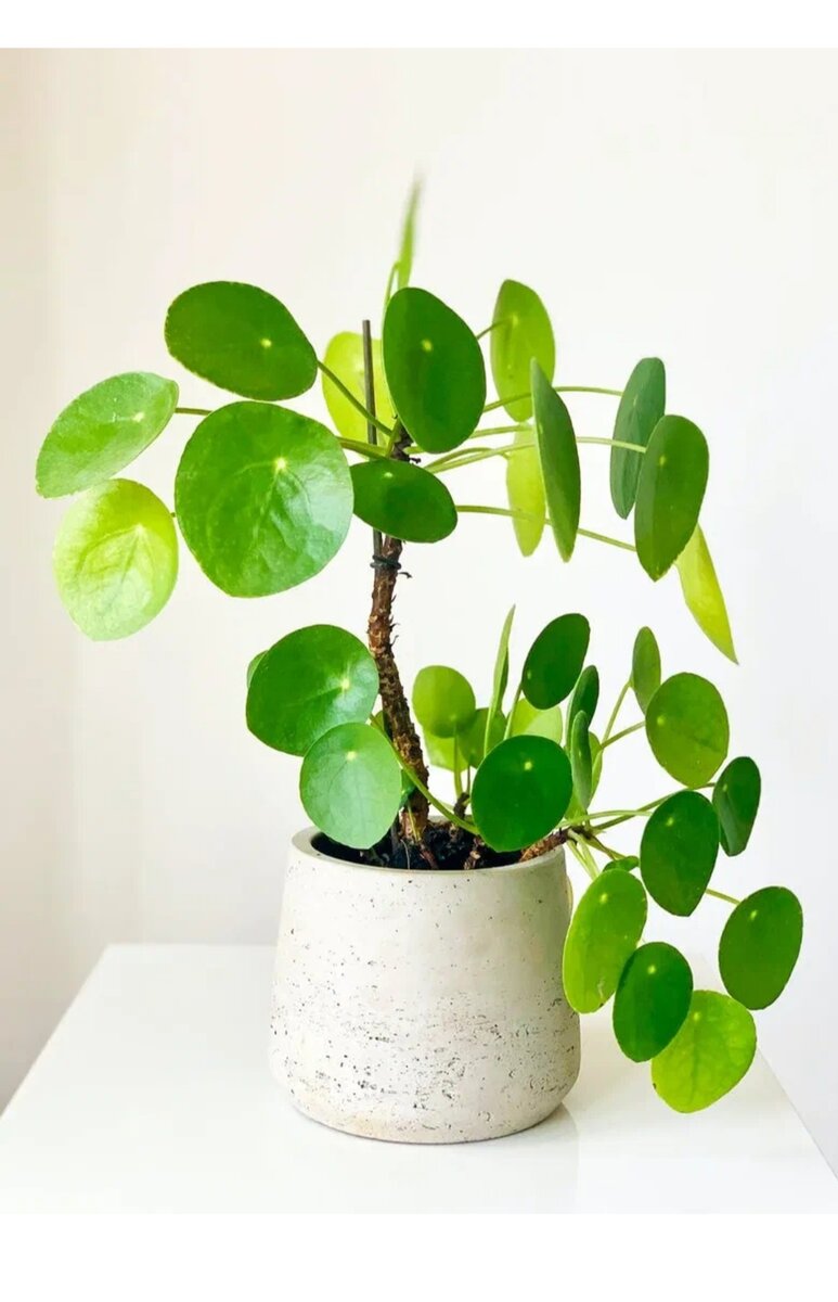 Пилея Пепероемивидная