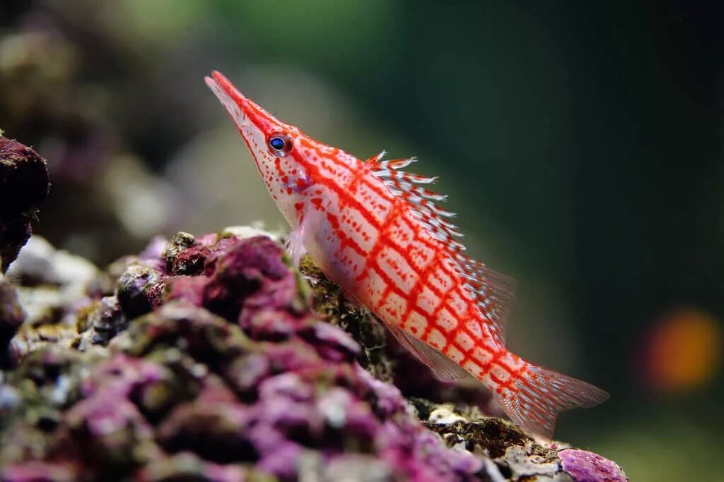 
 "КУДРЕПЕР ДЛИННОРЫЛЫЙ"
Oxycirrhites typus

Отличается явно от других своих сородичей, а именно длинным ртом.
Что говорит мне))) о другом немного его рационе и поведении.

Так как рот его тоньше, и мельче, то он не настолько агрессивный и не способен съесть мелких рыб-соседей.

При этом у меня отлично поедал неонов и данио, раздавливая их ртом и проталкивая в рот и дальше.

Креветок крупных он не тронет, но вот креветок "тор" сожрёт не задумываясь.

Также совсем мелких раков-отшелов может употреблять в пищу.

В питании не привередлив , ест всё, но в приоритете замороженный корм. 

Рыба крепкая, но если её владелец с *талантом*, то может заболеть криптокариозом. 

Ещё кудрепер этот очень прыгуч, прям катапульта))
Он похож на собаку сторожевую, которая сидит и смотрит своими глазёнками)))

Рыба конечно же не для миника, вырастает небольшой, я видела максимум 10-12см.

Лучше 2 кудрепера даже разного вида не держать в одном аквариуме. 
У них межвидовая агрессия сильно развита.