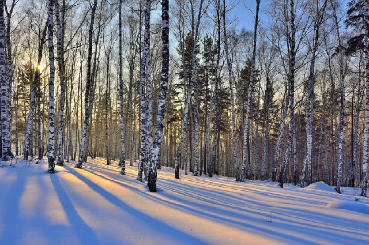    Лесные мифы.