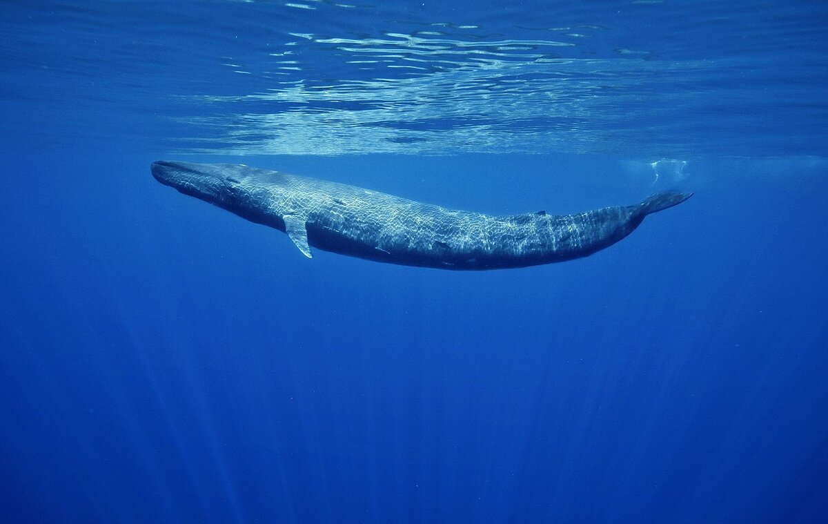 Синие киты, например, спят прямо у поверхности воды, чтобы не тратить силы и время на подъём.