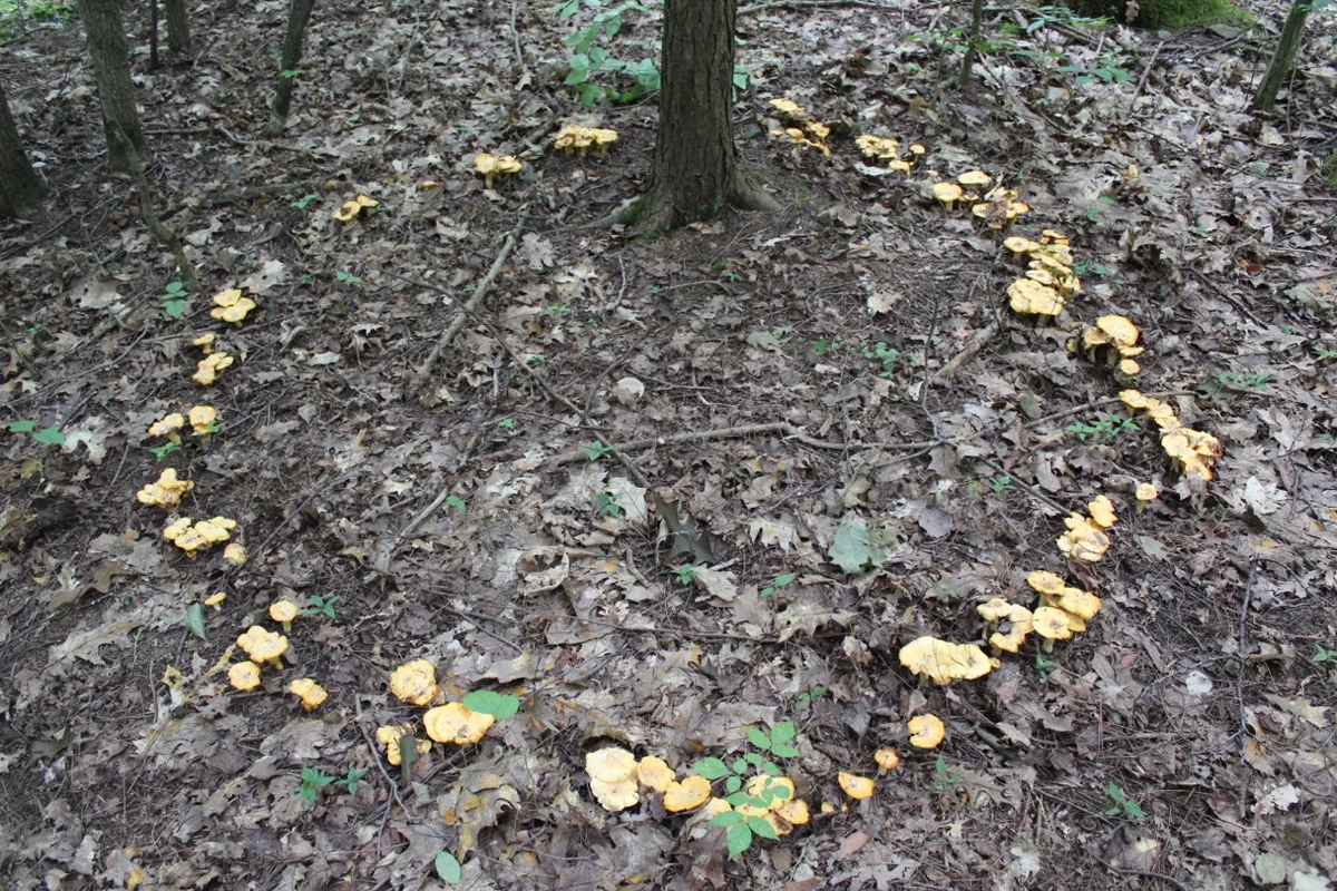 опята ведьмин круг. грибница ведьмин круг. рачейские лабиринты самарская. русскую в лесу по кругу. прогулка по лесу летом.