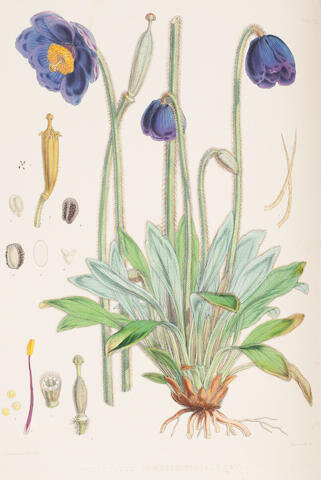 Иллюстрации гималайских растений