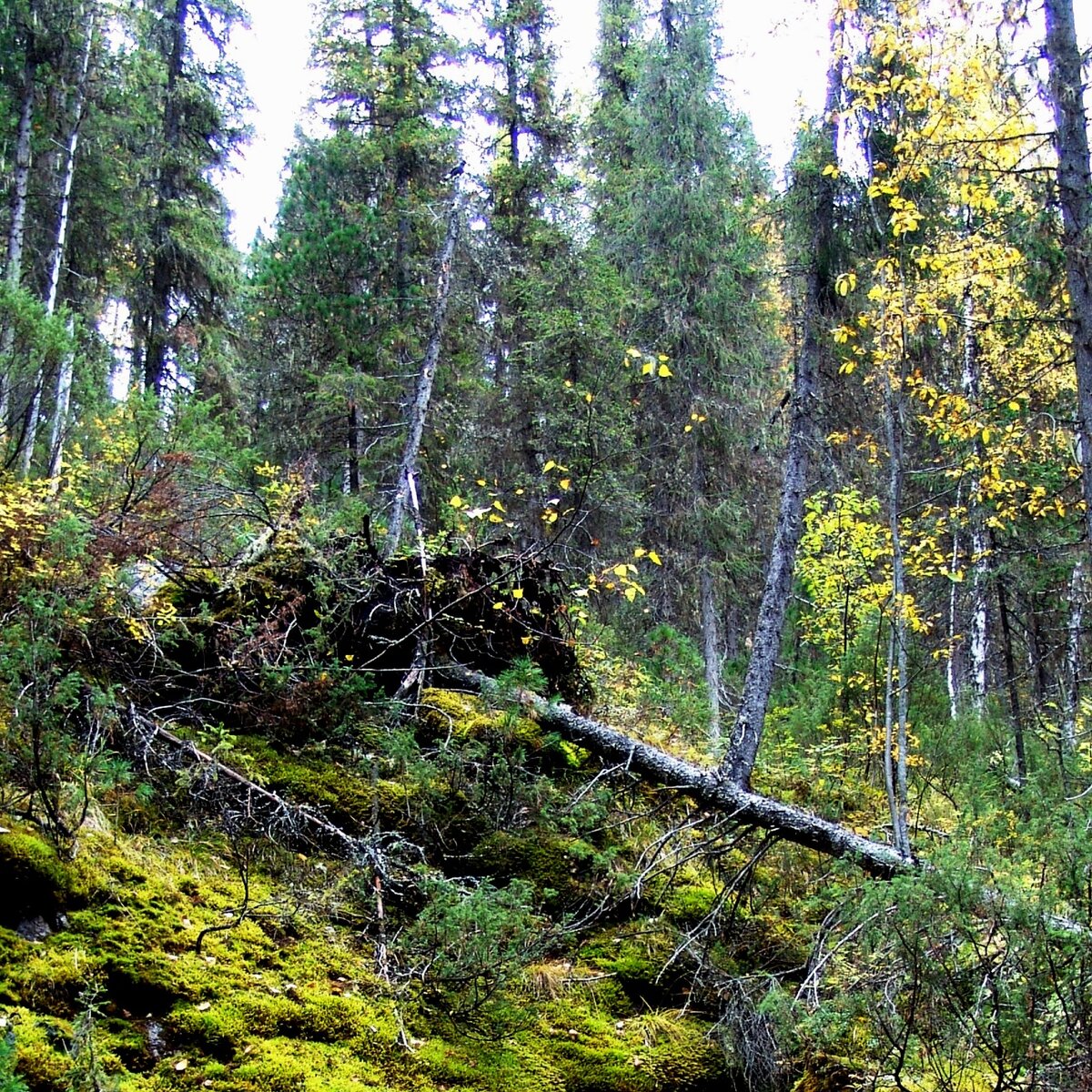 к хламу коренного леса