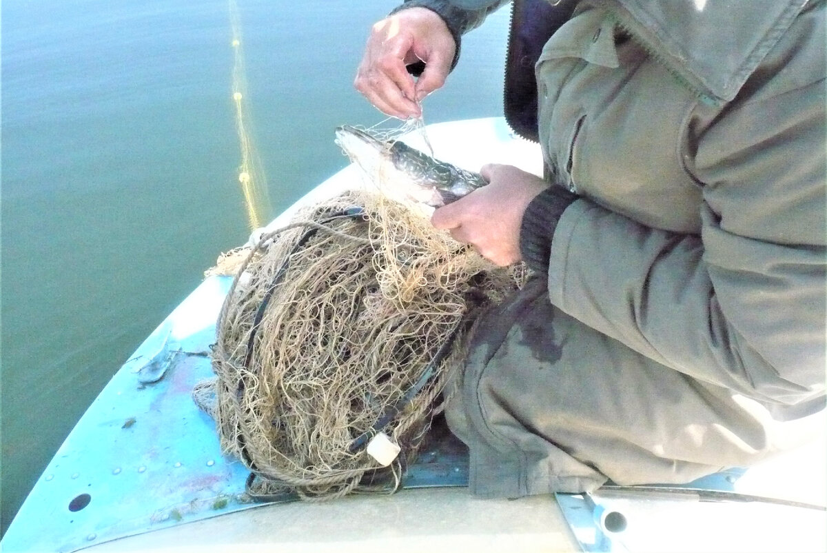 Фотография № 1.1. Иногда на Ангаре светло, тепло и мухи не кусают: 2 щурёнка и больше на уху не надо. Явно, что на фотографии белая полоска от шкуры "ангарской зебры". Август 2009 года.