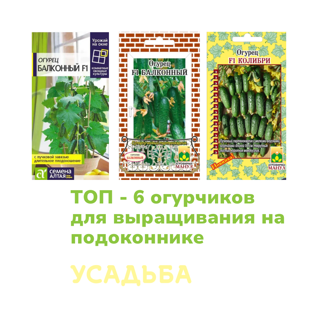 ТОП-6 огурчиков для выращивания на подоконнике | Усадьба-Семена | Дзен
