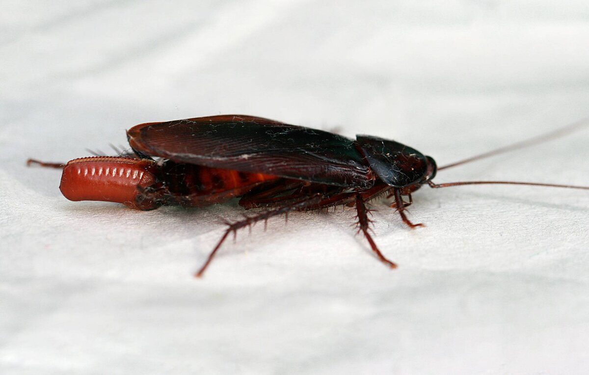 Источник: Интернет. Дымчатый таракан 