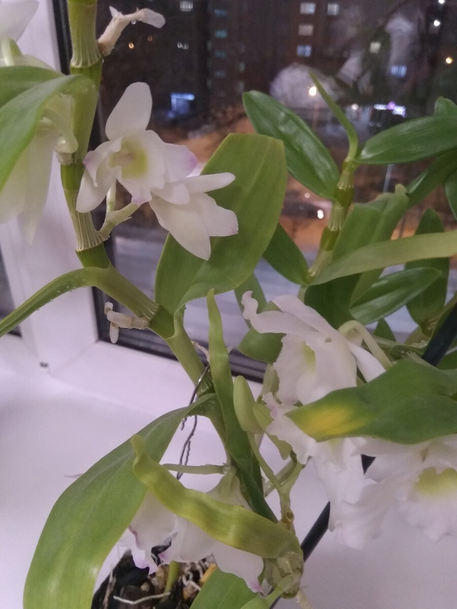 Фото автора. Цветёт орхидея