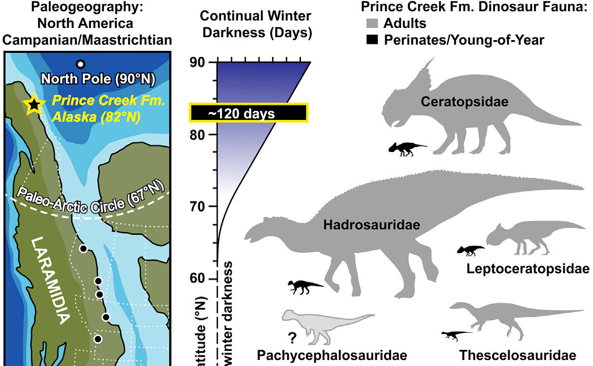 Арктические динозавры. Полярные динозавры. Вопросы динозавра