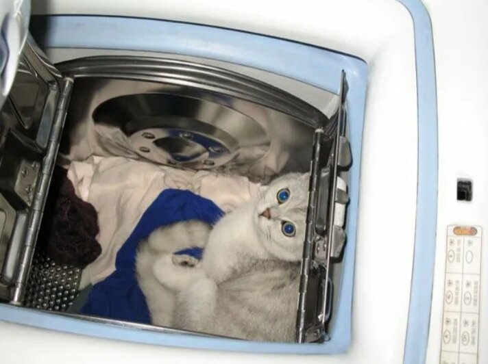 Стиральная машинка для котов. Кот в стиральной машине. Кошка в стиральной машинке. Кот в стерянной машине. Включи стирай машину