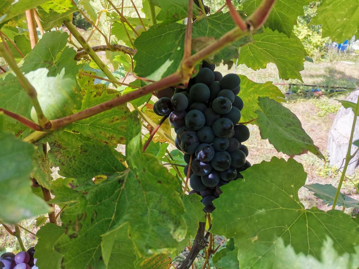 Просто лето, просто дача