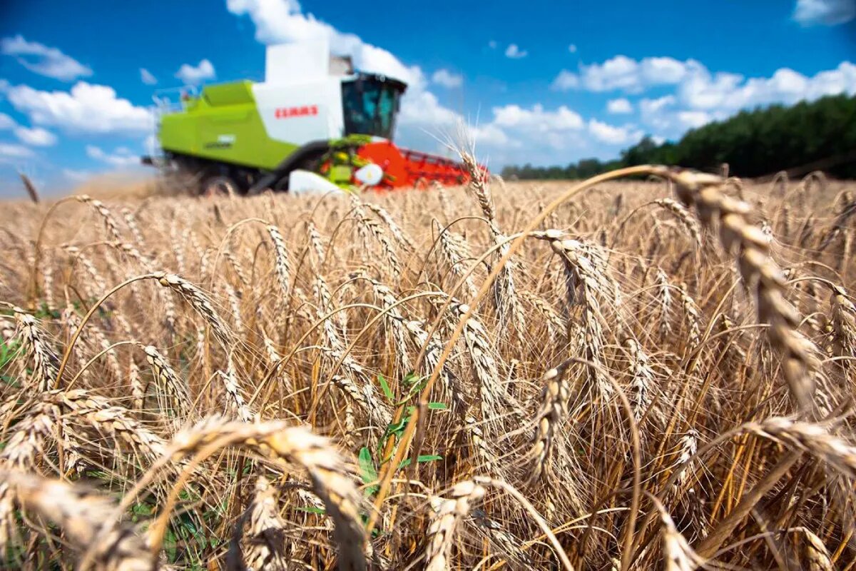 Сельскохозяйственный экспорт. Сельское хозяйство России. Зерновое хозяйство. Сельское хозяйство Растениеводство. Пшеница.