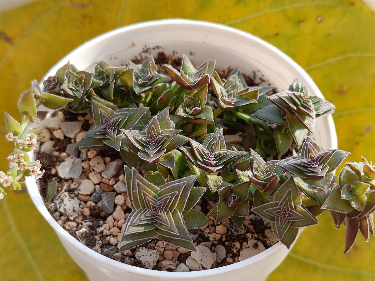 Crassula corymbulosa