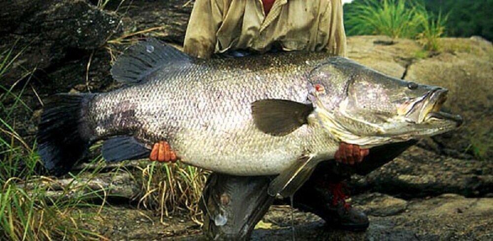 Нильский окунь — главная "валюта" вольных граждан острова Мигинго.