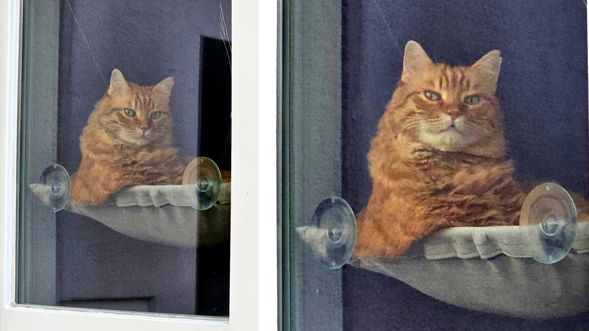 Когда кот увидел, что его снимают.
