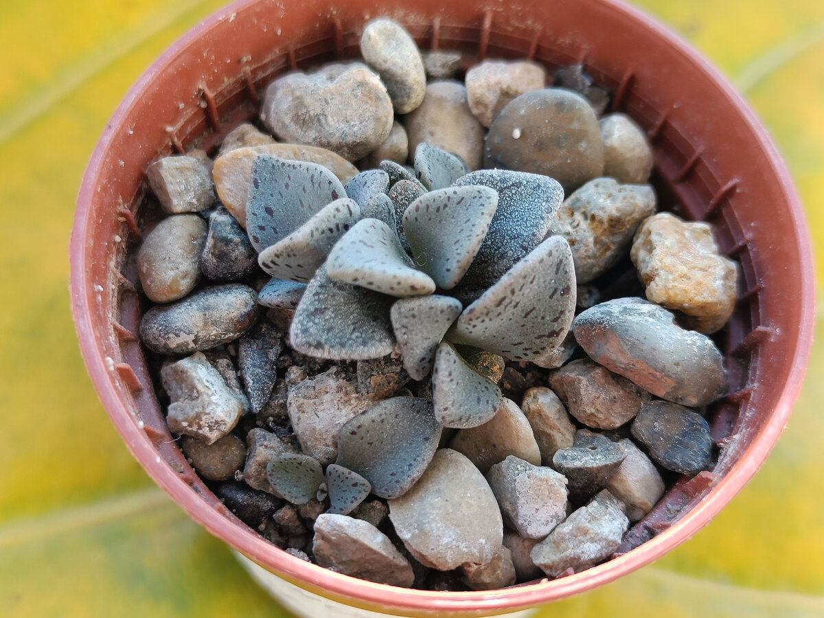 Lenophyllum guttatum