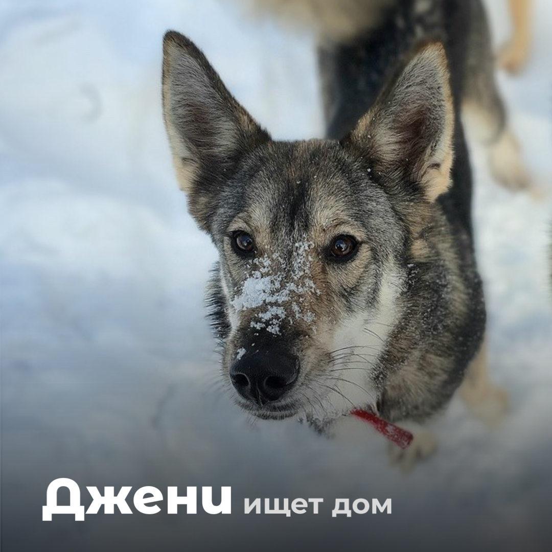 Джени - молодая, активная собака с эффектной внешностью серой волчицы 🐺 |  MOSPRIUT - СОБАКИ И КОШКИ ИЗ ПРИЮТА (МОСКВА, ОБЛАСТЬ) | Дзен