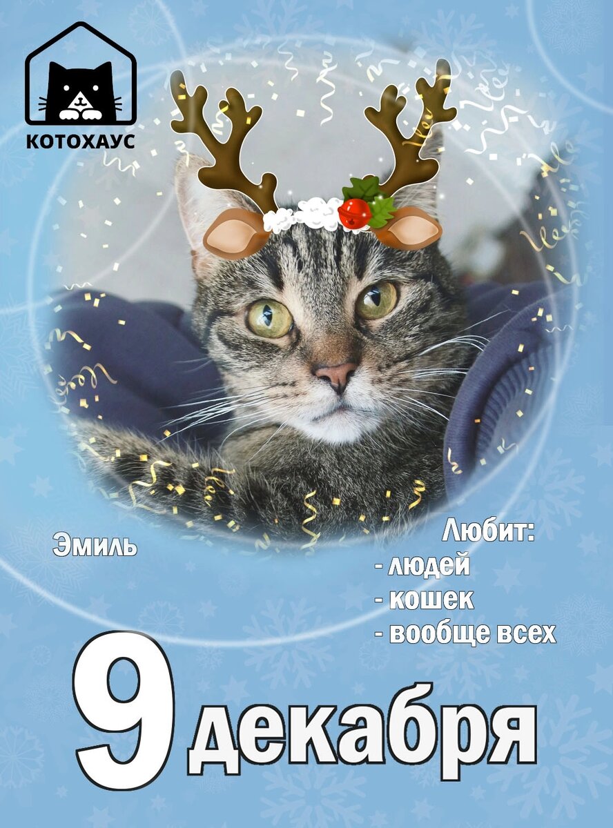 Кот Эмиль мечтает о доме и верит в чудеса 🎁❄️🏠🐈 | Приют для кошек  