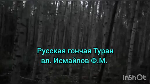 Русская гончая Туран вл. Исмайлов Ф.М.