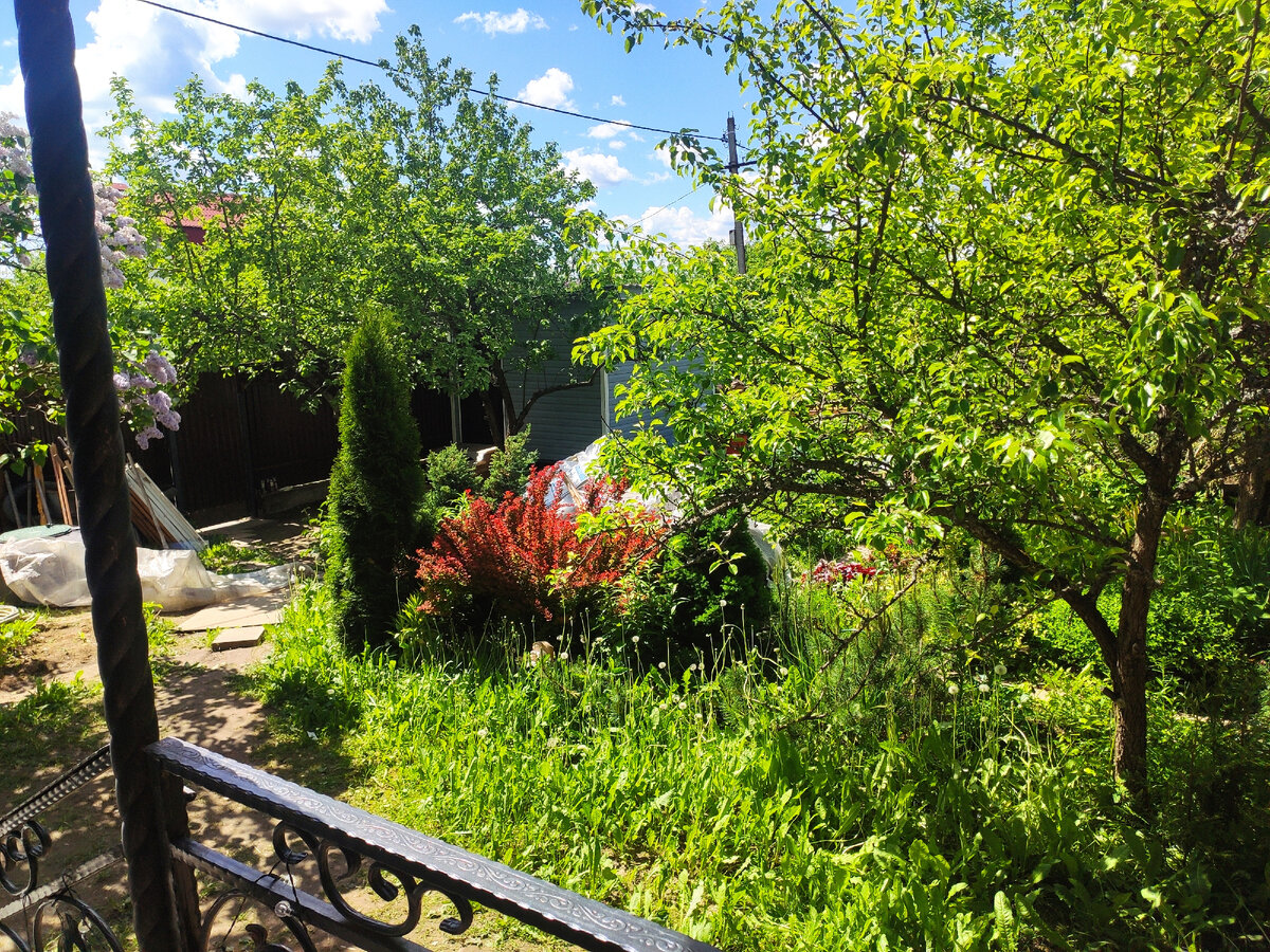 Заброшенный вид на участок с крыльца дома