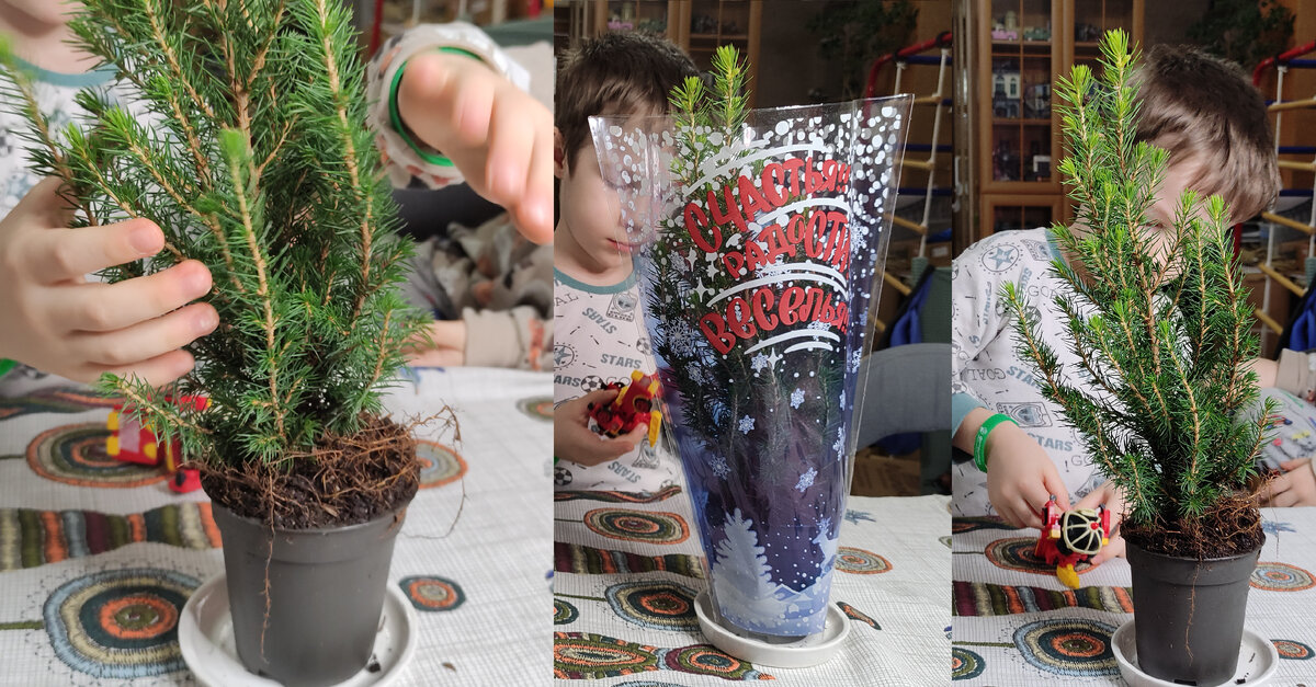 Только привезли ёлочку