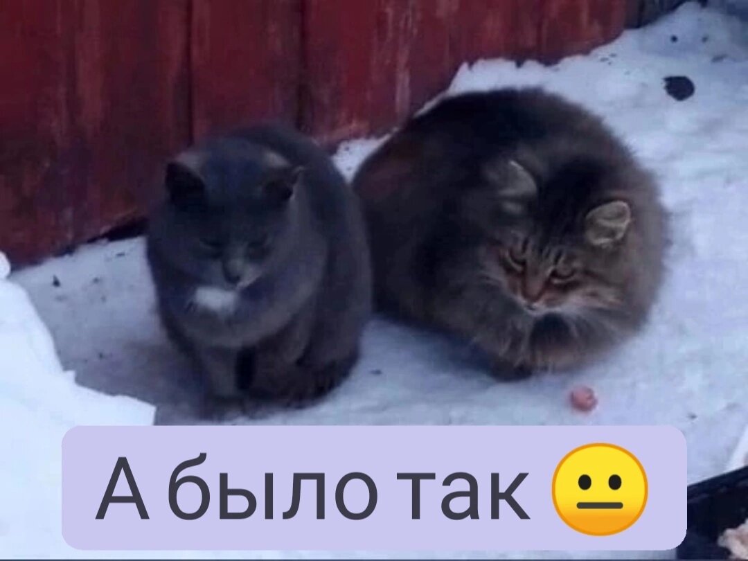 Кот Паша ищет дом 🐈🐾❄️🏠 | Приют для кошек 