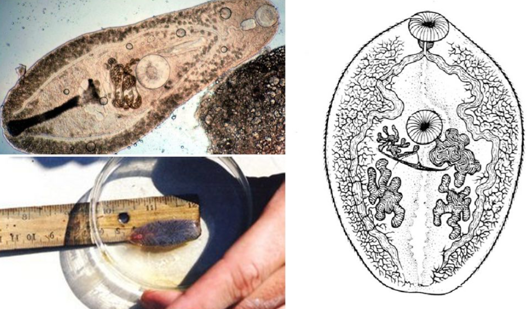 дикроцелиоз крс