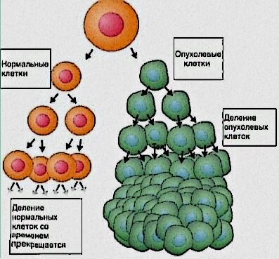 Деление здоровых и опухлевых клеток.