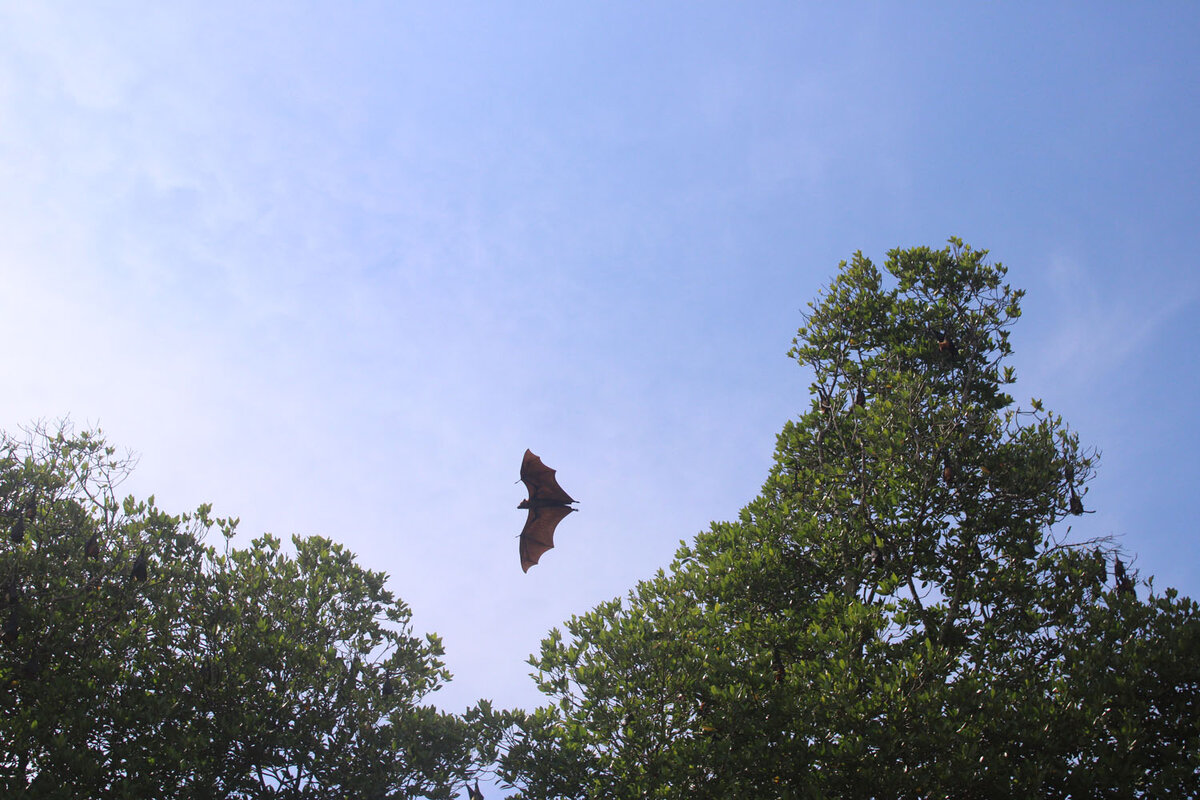 Вон он - летит