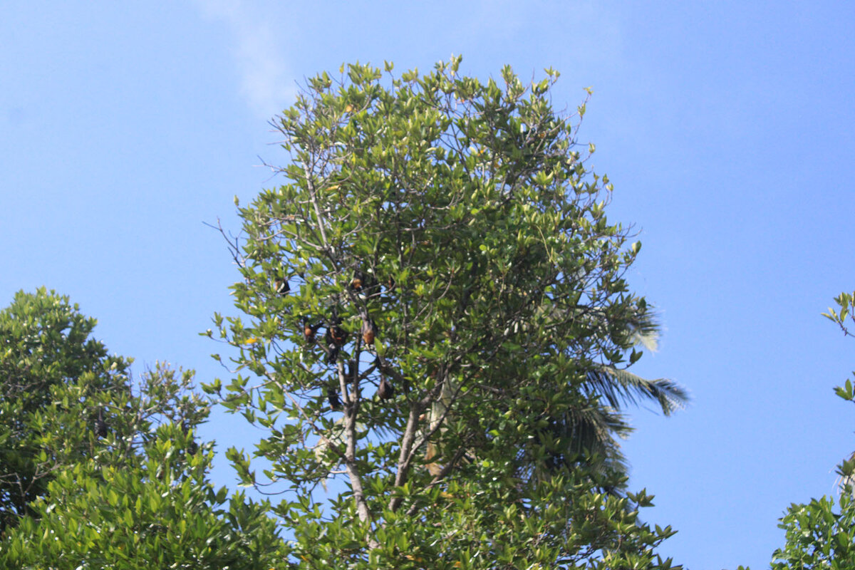 Висят белым днем