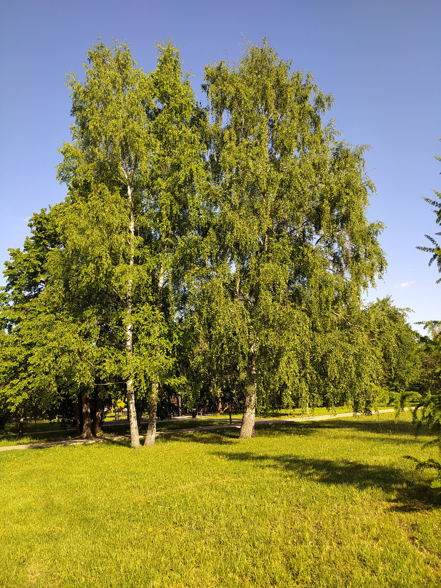 Фото автора. Берёзы весной 