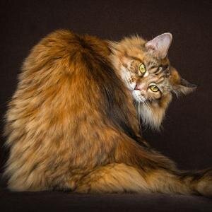 Фото из открытого внешнего источника