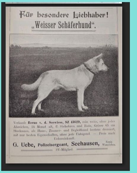 Berno von der Seewiese