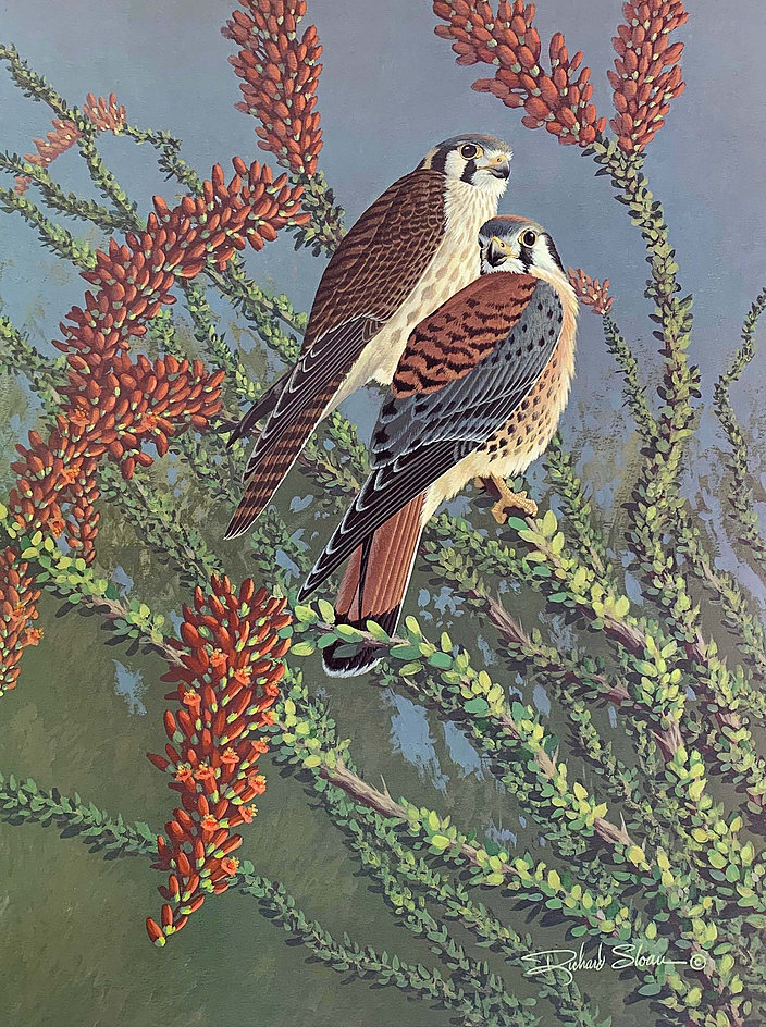 Воробьиная пустельга, Falco sparverius