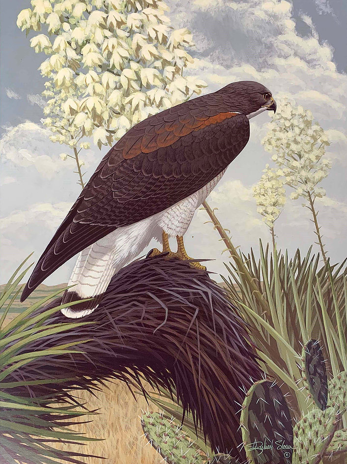 ����������� �����, Geranoaetus albicaudatus