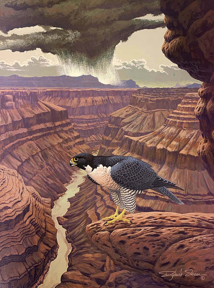 ������, Falco peregrinus